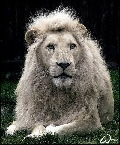 Haldir__the_white_lion_by_woxys.jpg