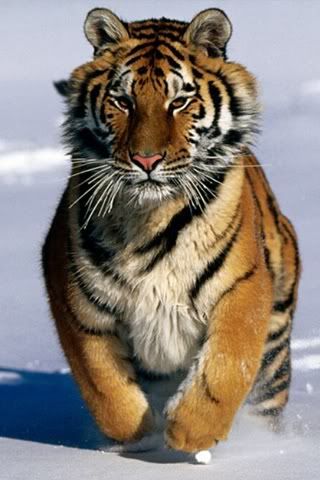 Siberian-Tiger-Running-on-Ice-iPhone-Wallpaper-Download.jpg