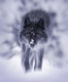 AJW102.jpg Black Wolf image by xxx-Torance-xxx