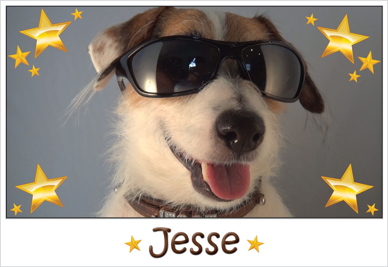 Jesse The Dog Dog Tricks Youtube