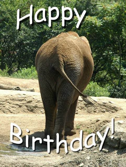 birthday-elephant.jpg