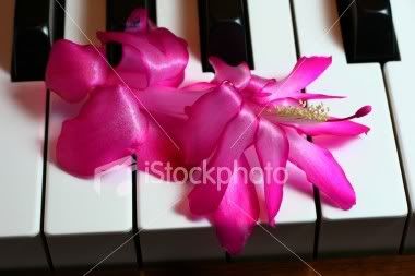 pink piano flower Pictures, Images and Photos