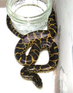 Anaconda Having Babies