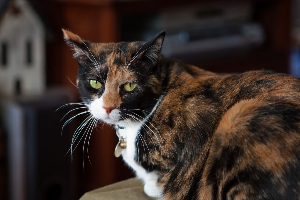 IMAGE: http://i293.photobucket.com/albums/mm49/dlsolt/khloe-7643.jpg