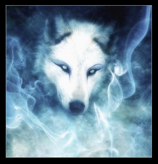 White Spirt Wolf Pictures, Images and Photos