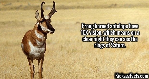 [Image: 2143-Prong-Horned-Antelope.jpg]