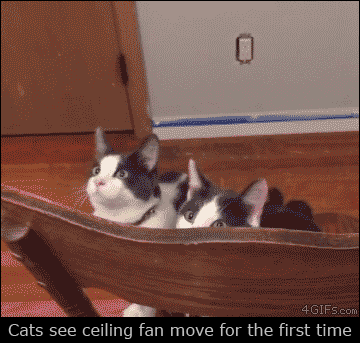 [Image: cats%20and%20fans.gif]