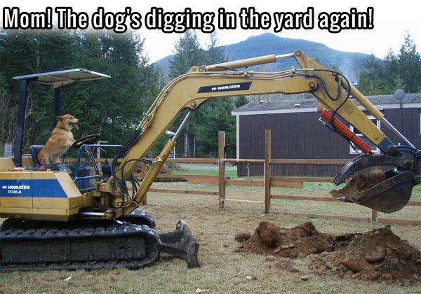 [Image: MOMTHE-DOG-IS-DIGGING-IN-THE-YARD-AGAIN_zps92b95b00.jpg]
