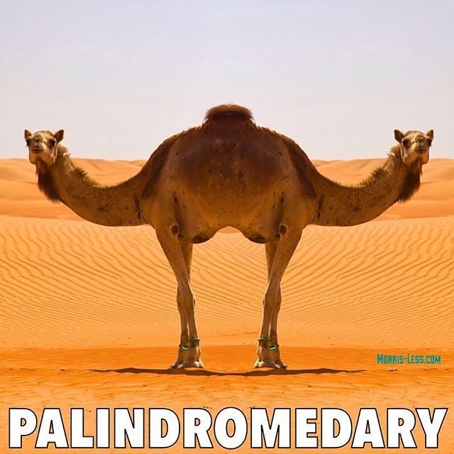 [Image: palindromedary.jpg]