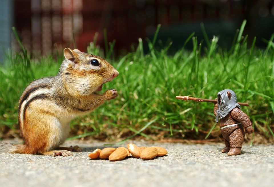 [Image: squirrel-versus-ewok_zpsdfc16b4b.jpg]
