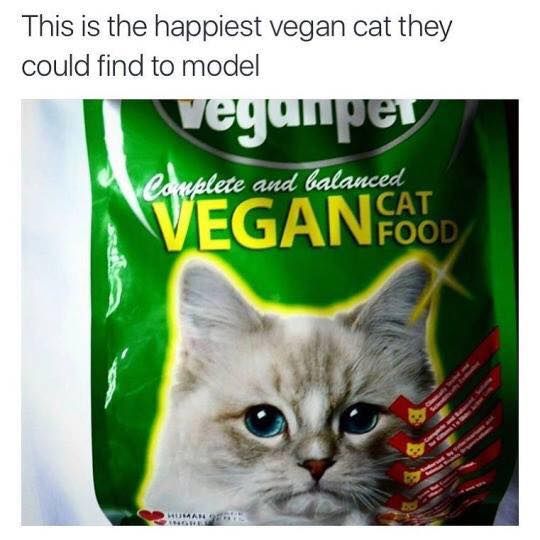 [Image: vegan%20cat.jpg]