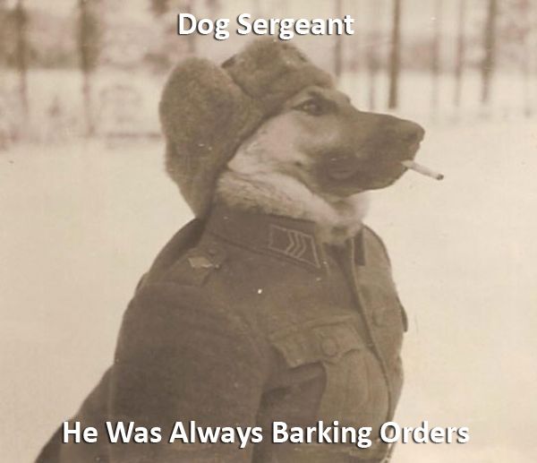 [Image: dog-sergeant.jpg]