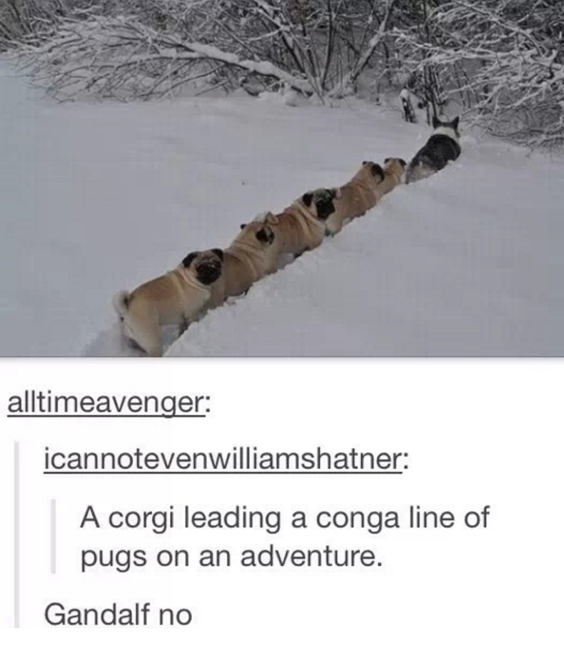 [Image: a%20canine%20adventure.png]