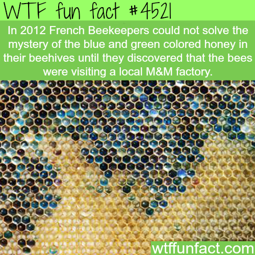 [Image: french%20bee%20fun%20fact.png]