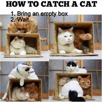 [Image: how%20to%20catch%20a%20cat.jpg]