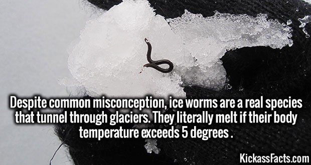 [Image: ice-worm.jpg]