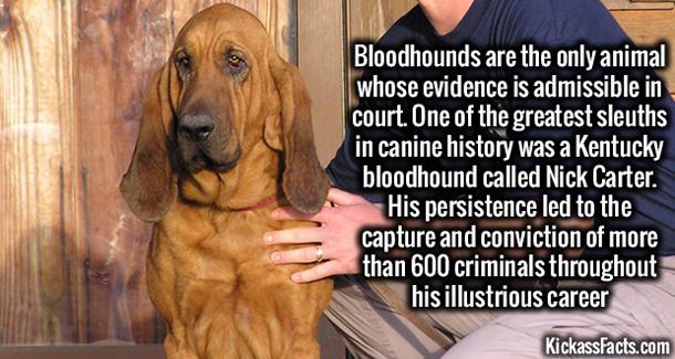 [Image: interesting-facts-of-the-day-bloodhound.jpg]