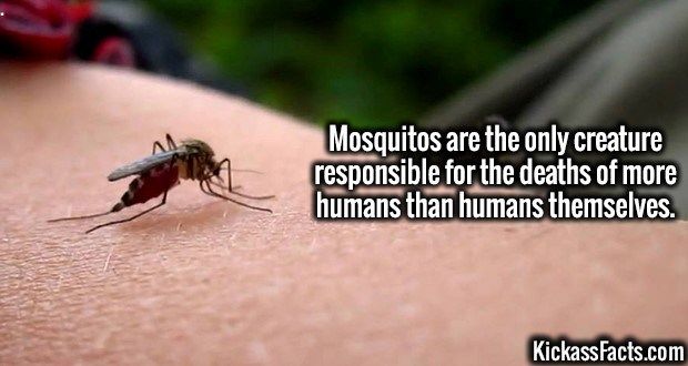 [Image: mosquitos.jpg]