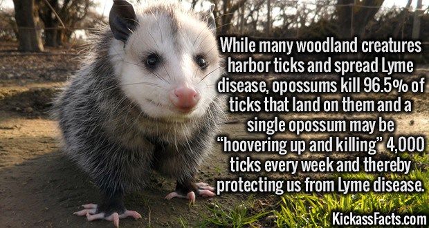 [Image: opossums.jpg]