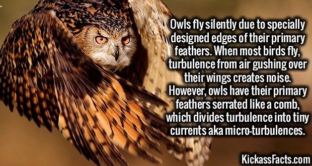[Image: owl%20flight.jpg]