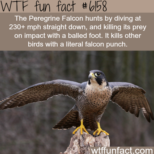 [Image: peregrine%20falcons.png]