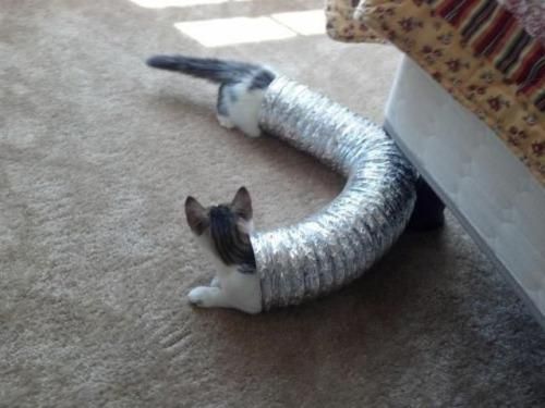 [Image: stretched%20kitty.jpg]