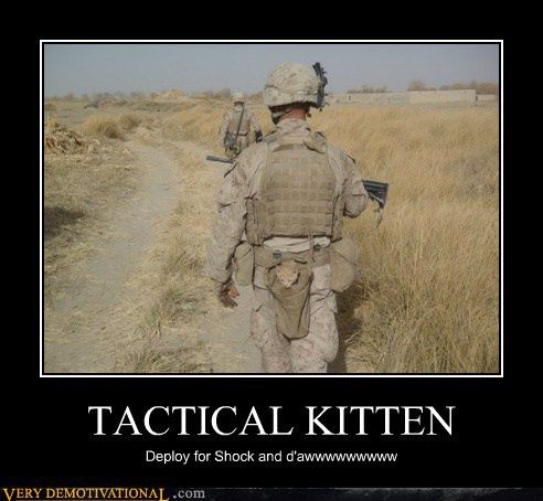 [Image: tactical_kitten-118122_zps148f04b2.jpg]