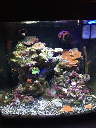 20 gallon aquarium stocking options