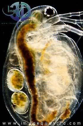 WaterFlea.jpg