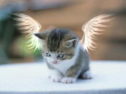 Kitty with Wings