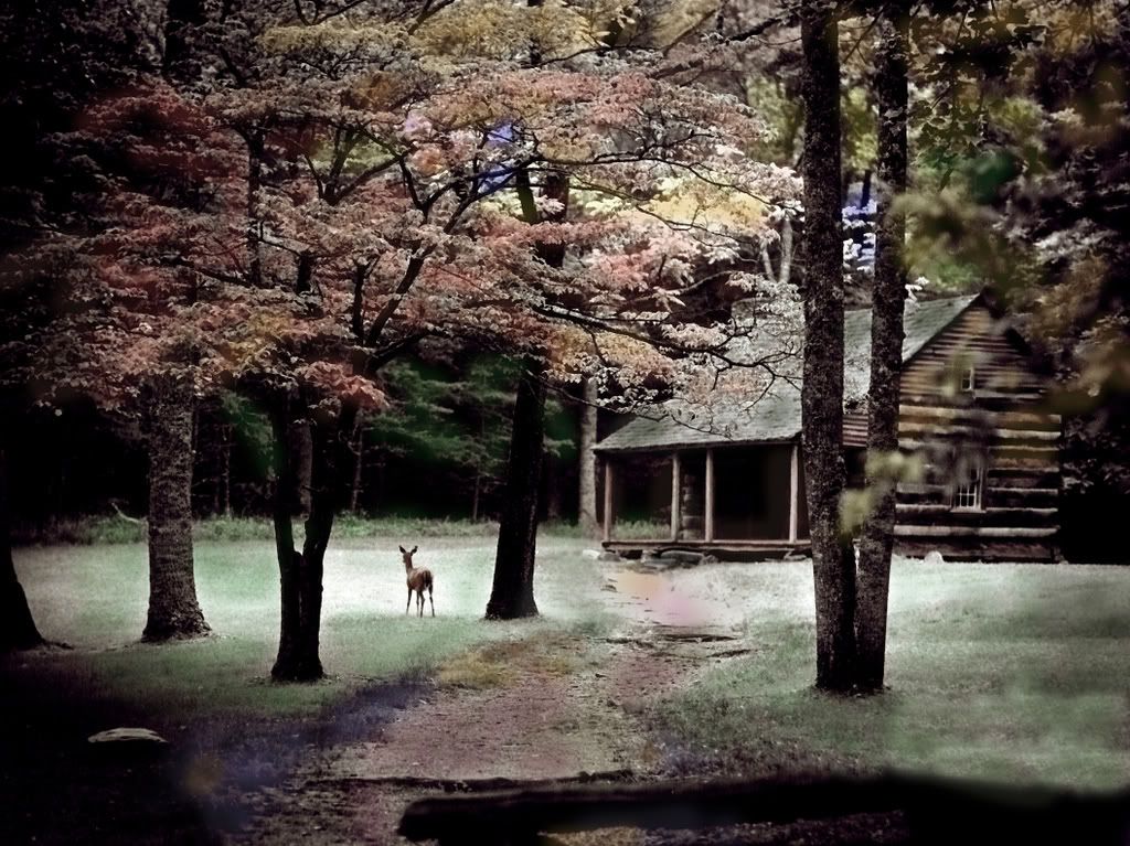 deercabin.jpg Cabin in the Woods image by brokencowboy_photo
