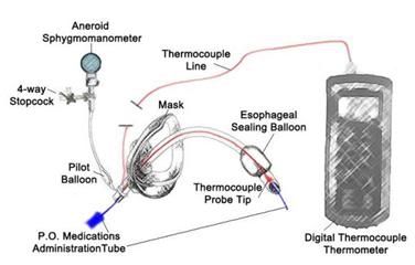 Egta Airway