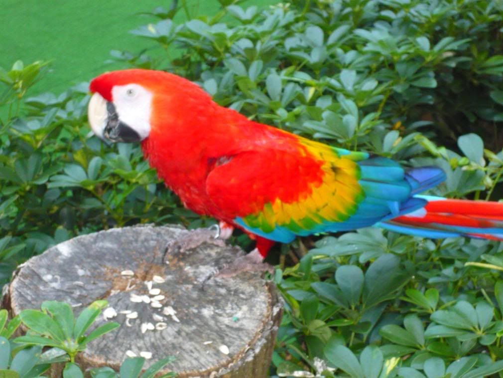 Macaw+parrot+pics