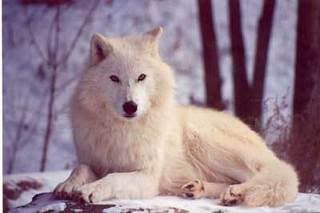 real white wolf