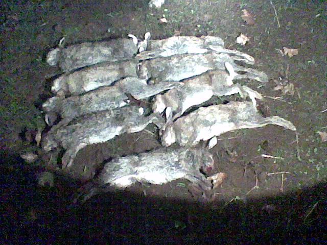 Image009-1.jpg