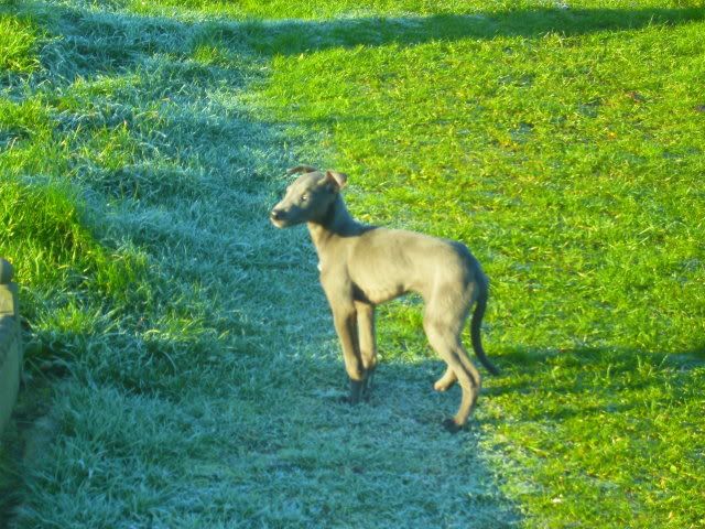 dogs008-7.jpg