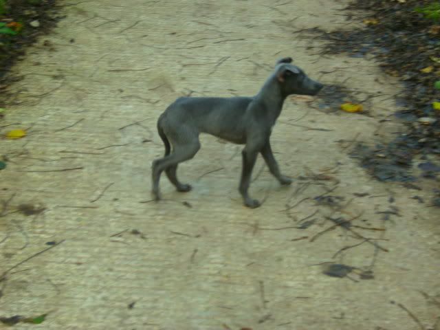 dogs009-4.jpg