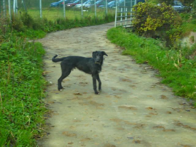 dogs011-2.jpg