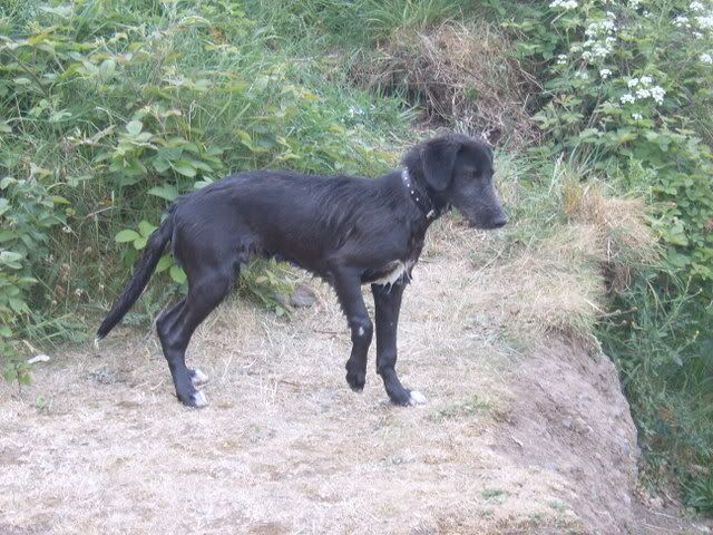 dogs012.jpg