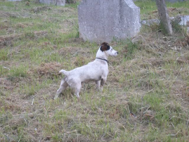 dogs013.jpg