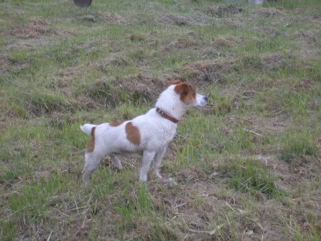 dogs015.jpg