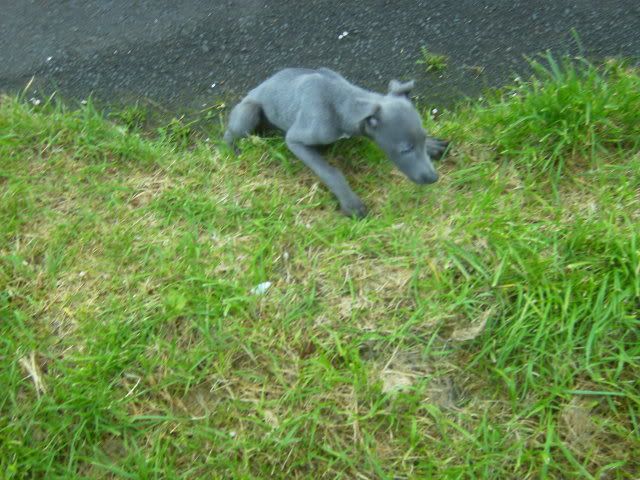 dogs018-1.jpg