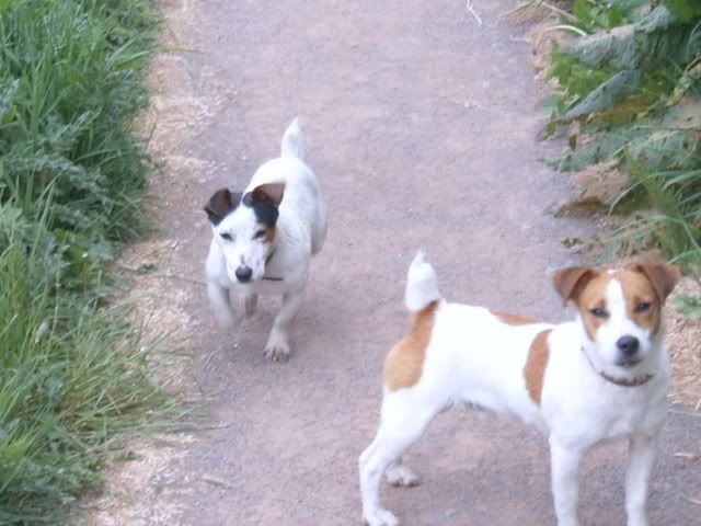dogs018.jpg