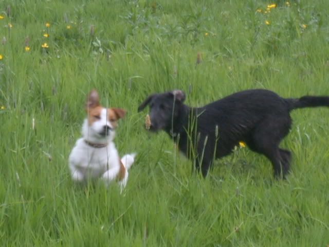 dogs019.jpg