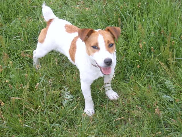 dogs020.jpg