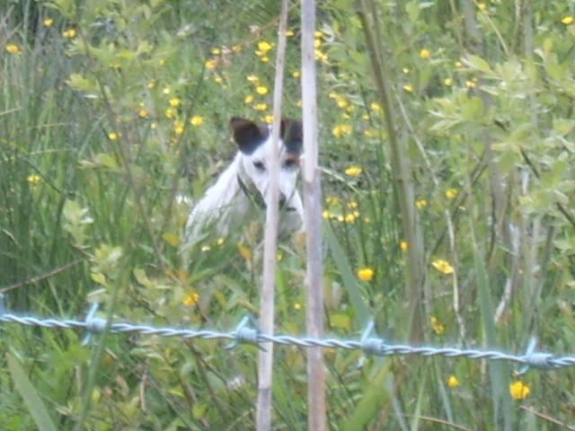 dogs021.jpg