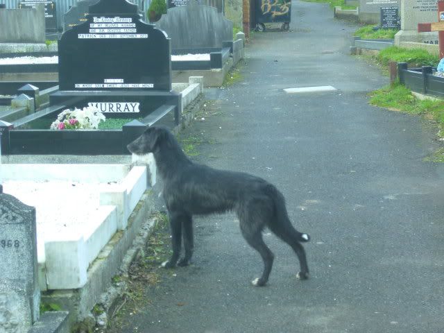 dogs022-1.jpg