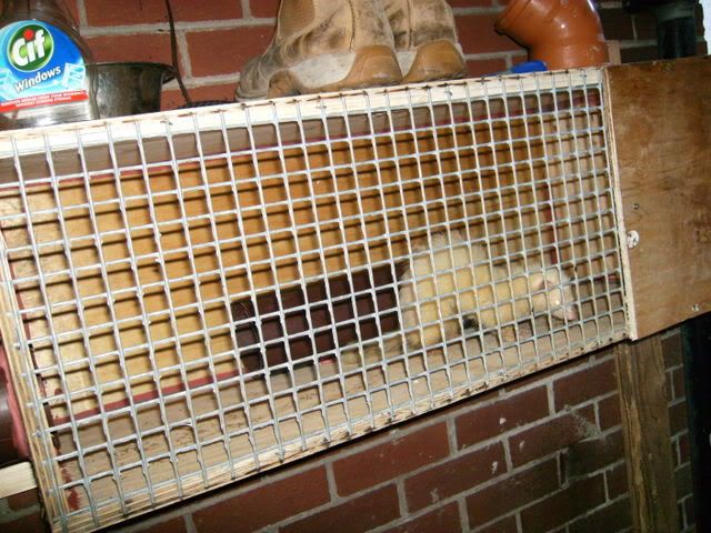 dogs096.jpg