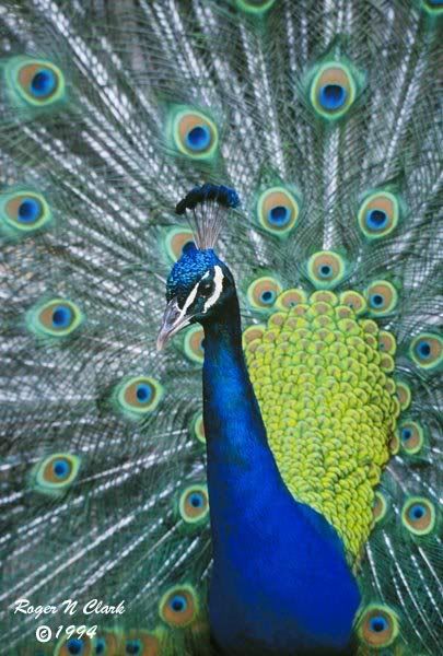 peacock