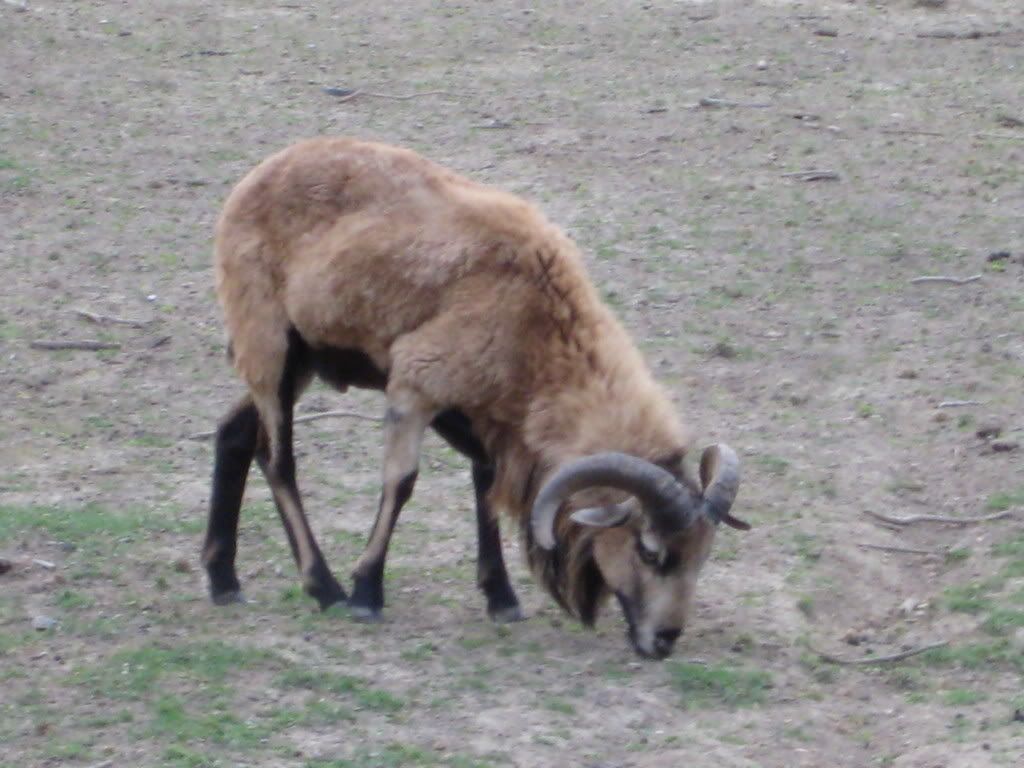 How to post pics.... - Computer Questions